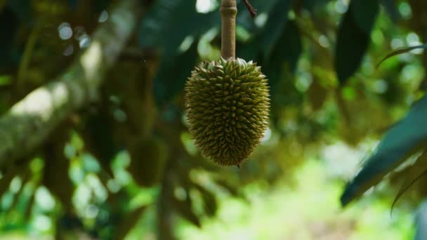 Close Durian Fruit Hanging Branch Set Wooded Background Vietnam Static — ストック動画