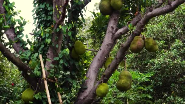 Close Jackfruit Tree Its Green Fruitful Branches Static View — Stok video