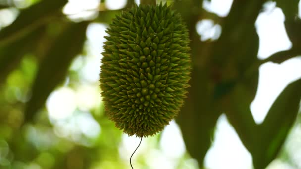 Close Durian Fruit Its Spiny Skin Luxuriant Plant Vietnam Static — ストック動画