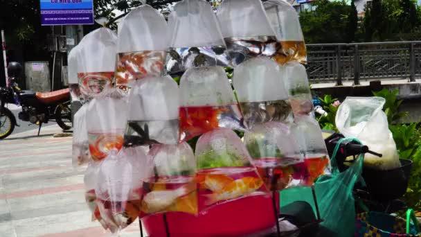 Focus Colored Fish Turtles Sale Plastic Water Bags Lat Vietnam — Stockvideo