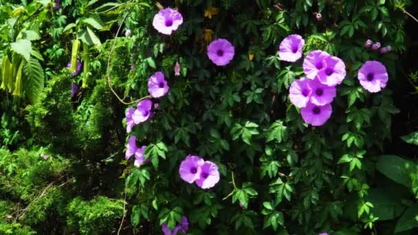 Close Luxuriant Bush Purple Flowers Bloomed Ascending View — Wideo stockowe