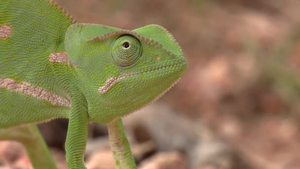 Side Close Green Flap Necked Chameleon Moving Its Eye — Vídeos de Stock