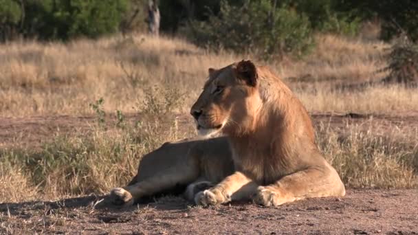 Young Nomadic Lion Lies Ground Sun Mournfully Calls Its Pride — Stok video