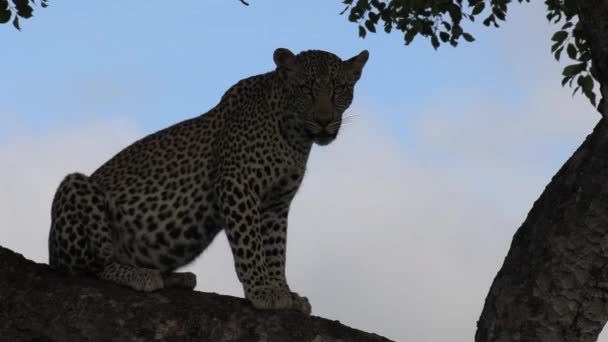 Lone Leopard Sits High Tree Watches Surroundings Slow Zoom Out — Stock Video