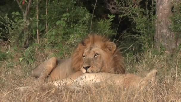 Close View Male Lion Resting Bush Head Top Lioness — Stockvideo