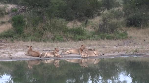 Lions Rest Bush Reflected Surface Waterhole Zoom Out — Stockvideo