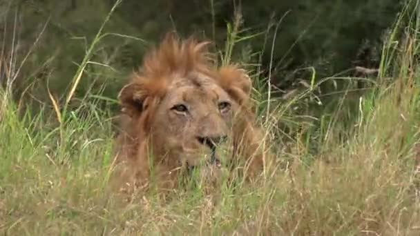 Close View Face Male Lion Resting Turning Head Tall Grass — Vídeo de stock