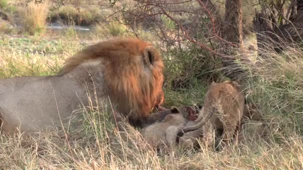 Close Side View Male Lion Feeding Kill Cubs Grass — Stockvideo