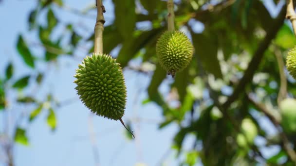 Close Shot Unripe Durian Fruit Hanging Tree Sunny Day Static — Video Stock