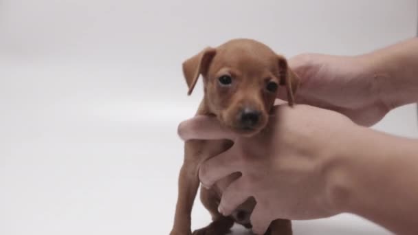 Little Short Smooth Coated Miniature Pinscher Petted Male Hand White — Stockvideo