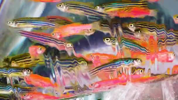 Крупним Планом Статичний Знімок Риби Даніо Пластиковому Пакеті Продажу — стокове відео
