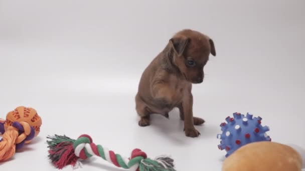 Tiny Chocolate Miniature Pinscher Confused Choose Beloved Toy White Background — Stockvideo