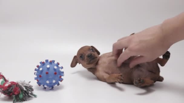 Male Hand Scratching Sweet Miniature Pinschers Puppy Belly Close White — Vídeo de stock