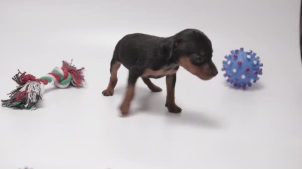 Static Shot White Background Black Coated Miniature Pinschers Puppy Standing — Video Stock