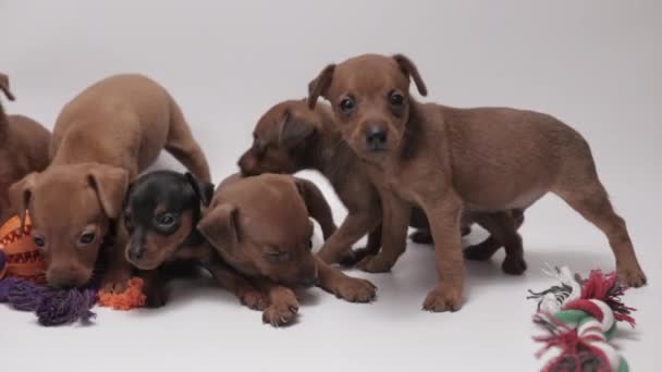 Cute Dog Litter Toys Miniature Pinschers Puppies Static Shot White — Vídeo de stock