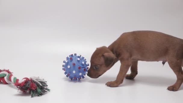 Adorable Miniature Pinschers Puppy Playing Licking Blue Rubber Ball White — Stockvideo