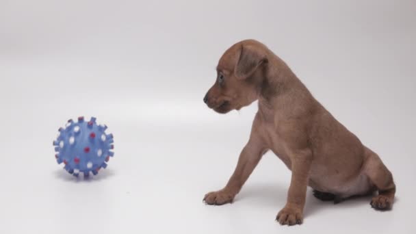 Chocolate Stag Red Miniature Pinscher Puppy Choosing Flossy Toy Instead — Stockvideo