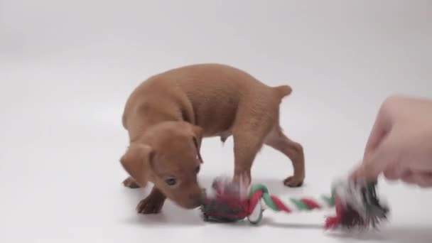 Very Playful Miniature Pinschers Puppy Multicolored Dog Chew Rope Toy — Stockvideo