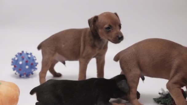 Focus Three Playful Miniature Pinschers Puppies White Background — Vídeo de stock