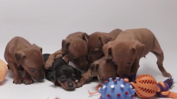 Bunch Adorable Miniature Pinschers Puppies Dog Toys Close White Background — Vídeo de stock