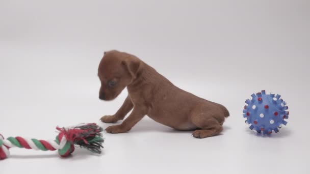 Chocolate Brown Cute Miniature Pinschers Puppy Lays Dog Toys White — Video