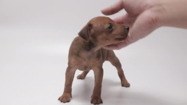 Active Short Haired Miniature Pinschers Puppy Petted Male Hand White — Video