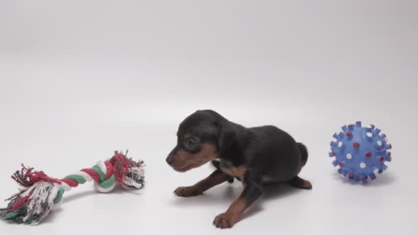 Purebred Black Colored Miniature Pinschers Puppy Standing Confused Two Toys — Vídeo de stock