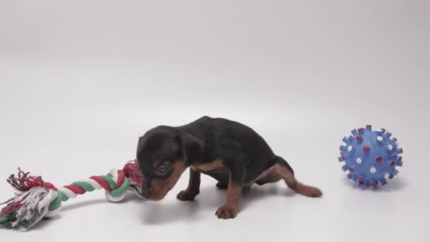 Sleepy Black Colored Miniature Pinschers Puppy Cannot Choose Toys White — Video Stock