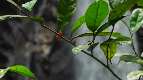 Close Wild Shrub Red Berries Cascade Background Static — Video