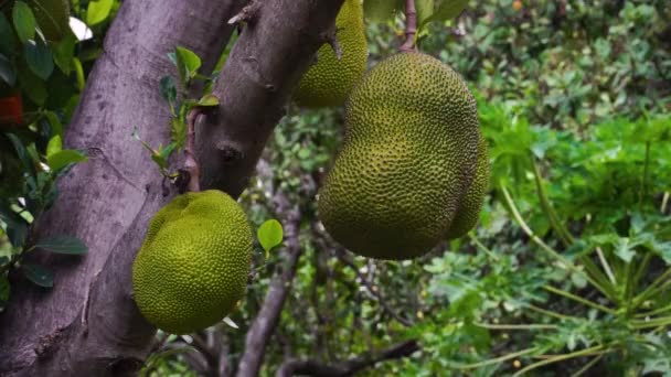 Low Angle Shot Jackfruits Jack Tree Coastal Region Asian Summer — Stockvideo