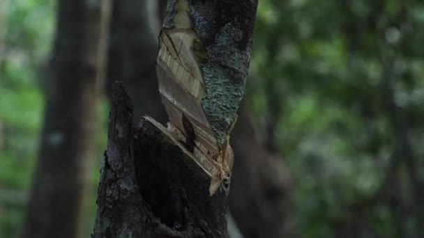Homem Indígena Vietnamita Cortando Uma Pequena Árvore Com Foice Mãos — Vídeo de Stock