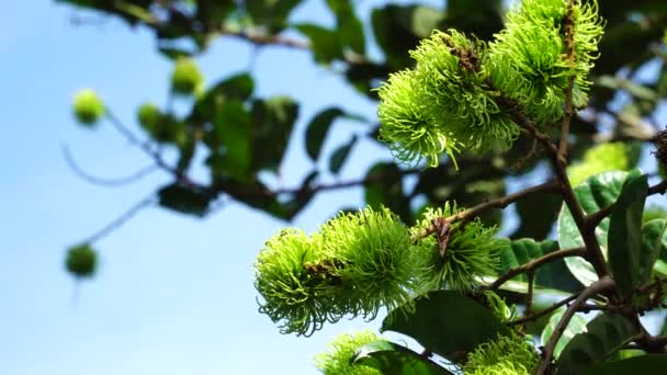 Lychee Fruits Tropicaux Croissance Sur Arbre — Video