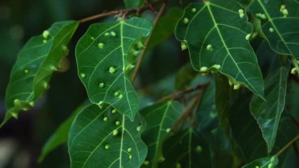 Sick Leaves Brown Spots Foliage Unhealthy Leaves Yellowed Leaf Disease — Stock Video