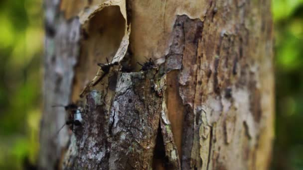 Família Formiga Atrás Casca Uma Árvore Observação Conceito Natureza Criaturas — Vídeo de Stock