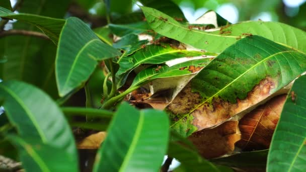 Gros Plan Statique Fourmilière Dans Les Feuilles Manguier Concentration Superficielle — Video