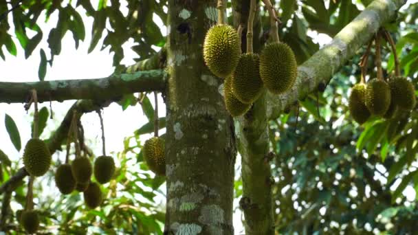 Colgando Fruta Duriana Selva Vietnamita — Vídeos de Stock