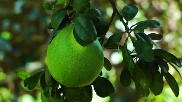 Fruta Pomelo Verde Brilhante Árvore Selva Vietnamita — Vídeo de Stock