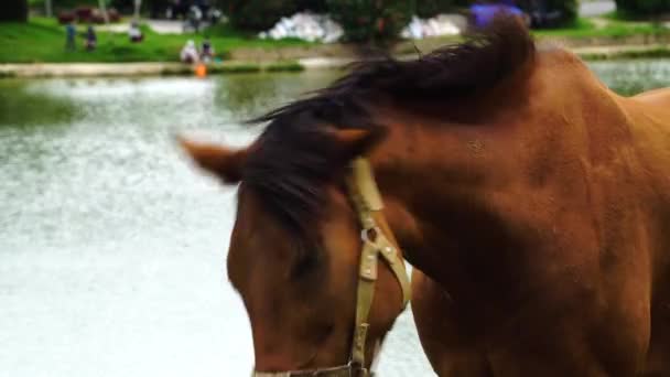 Brown Horse Waters Edge Lat Vietnam — Stock Video
