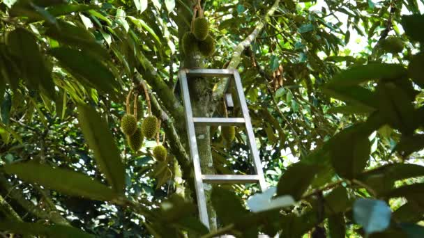 Close Durian Tree Ladder Lush Leaves Many Fruits Vietnam Static — ストック動画