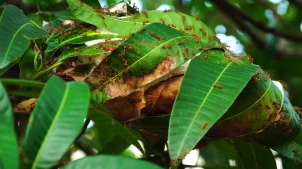 Close Red Ants Nest Lush Mango Leaves Static View Daylight — Stockvideo