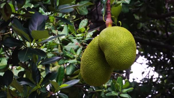 Ripe Jackfruit Hanging Tree Tropical Orchard Vietnam — Vídeo de stock