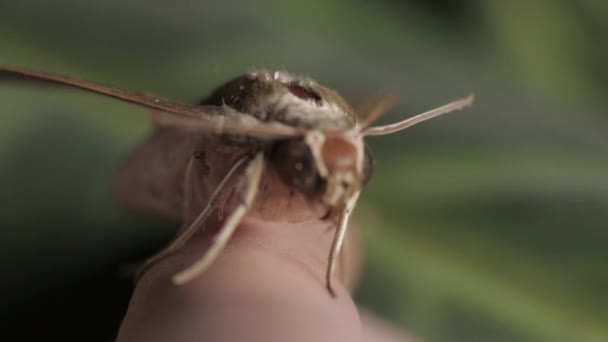 Pale Brown Hawk Moth Ανθρώπινο Δάχτυλο Απομονώνονται Φυσικό Πράσινο Φόντο — Αρχείο Βίντεο