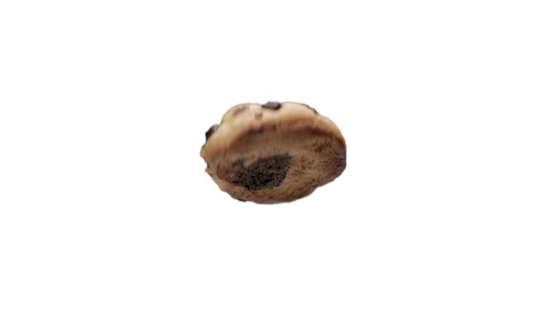 Spinning Hazelnut Cookie Chocolate Isolated White Background — Stockvideo