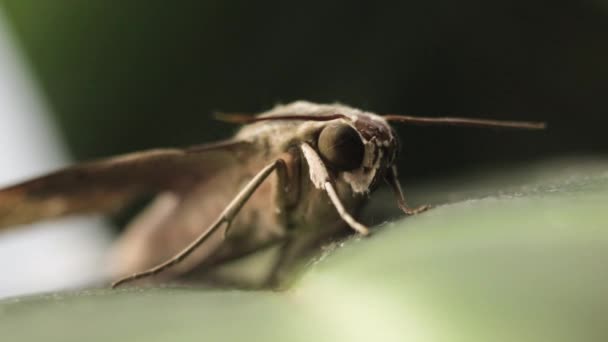 Macro Orbiting View Pale Brown Hawk Moth Sitting Plant Leaf — Wideo stockowe