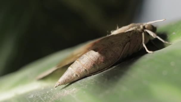 Pale Brown Hawk Moth Spread Wings Sitting Plant Leaf Macro — Stock video