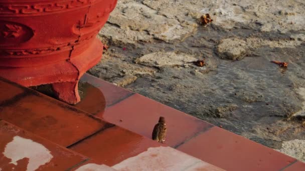 Entrance Temple Phan Rang Bird Drinking Water Entrance Temple Unique — Stockvideo