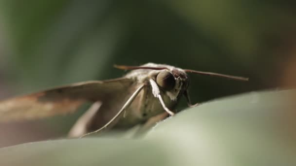Теретра Латаччи Pale Brown Hawk Moth Застыл Фоне Боке Избирательный — стоковое видео