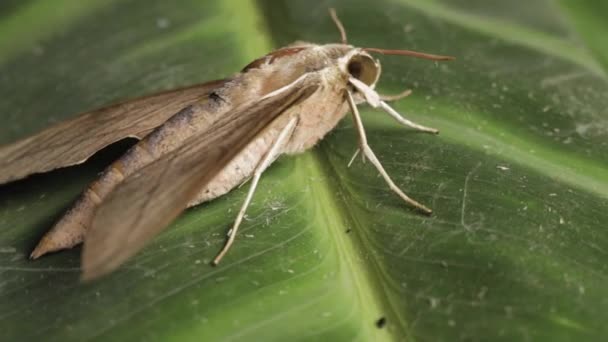 Theretra Latreillii Rested Green Leaf Orbiting Shot — Vídeos de Stock