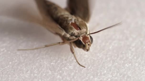 Pale Brown Hawk Moth Theretra Latreillii Flapped Its Wings White — 비디오