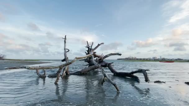 Дерево Привидів Спокійне Під Час Високого Припливу — стокове відео